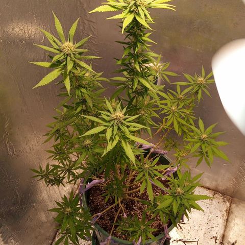 Criolla growlog timeline photo