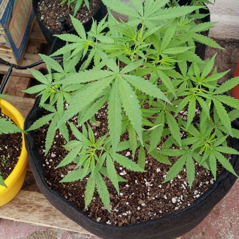 Shining Silver Haze growlog timeline photo