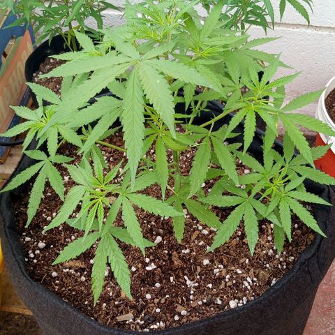 Shining Silver Haze growlog timeline photo