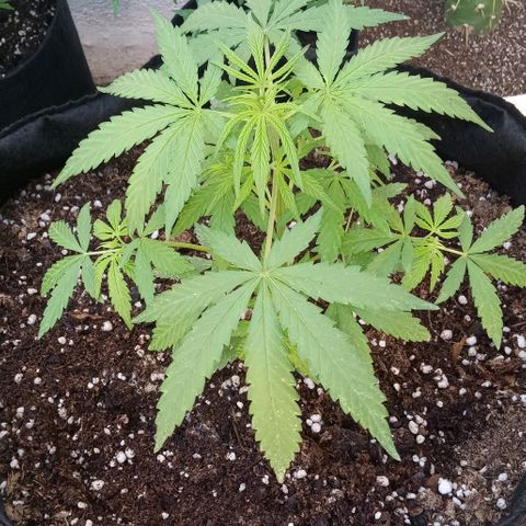 Shining Silver Haze growlog timeline photo