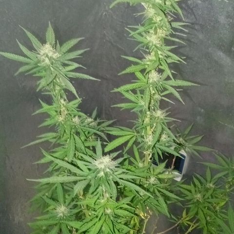 Criolla growlog timeline photo