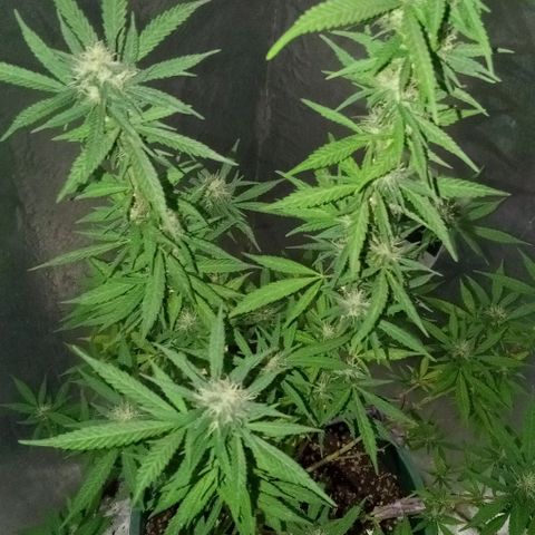 Criolla growlog timeline photo
