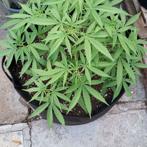 Shining Silver Haze growlog timeline photo