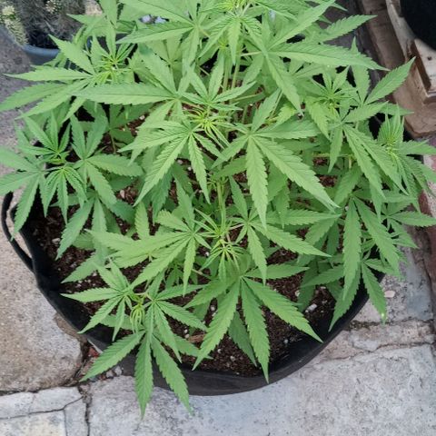 Shining Silver Haze growlog timeline photo