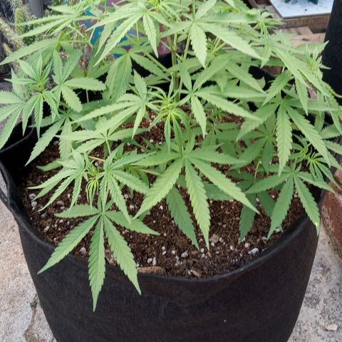 Shining Silver Haze growlog timeline photo