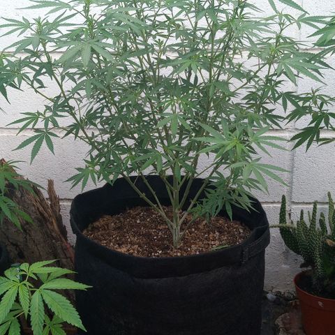 Shining Silver Haze growlog timeline photo