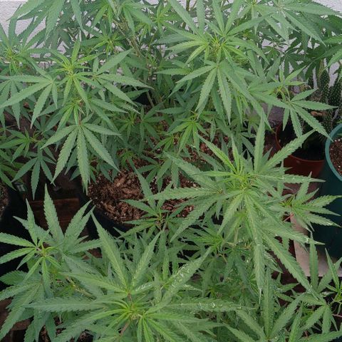 Shining Silver Haze growlog timeline photo