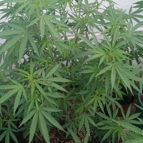 Shining Silver Haze growlog timeline photo