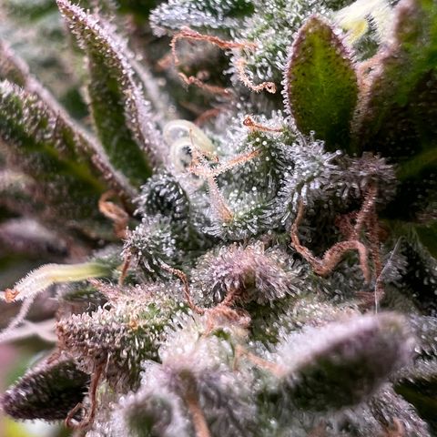 Platinum Cookies (2022) growlog timeline photo