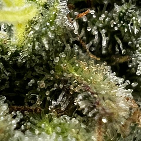 Platinum Cookies (2022) growlog timeline photo