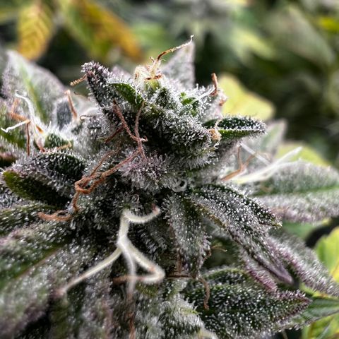 Platinum Cookies (2022) growlog timeline photo