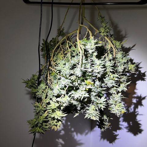 Platinum Cookies (2022) growlog timeline photo