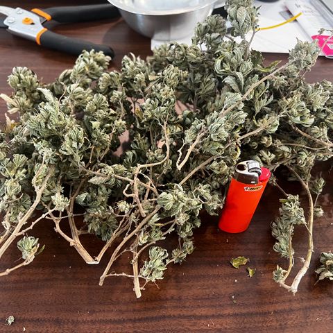 Platinum Cookies (2022) growlog timeline photo