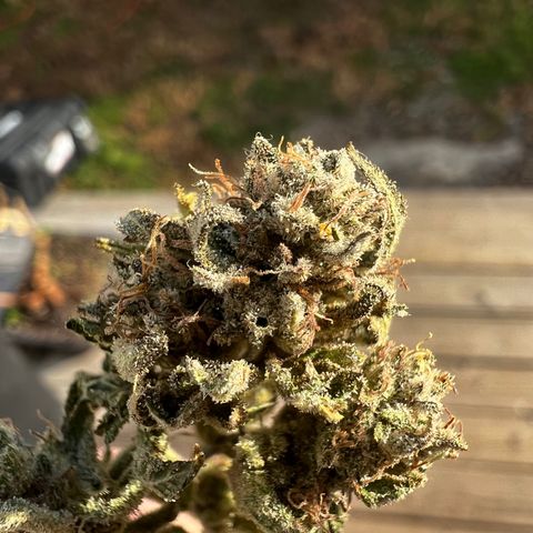 Platinum Cookies (2022) growlog timeline photo