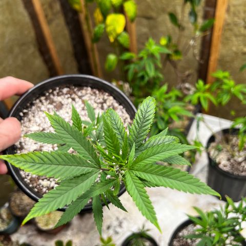 Hash Bomb - B  growlog timeline photo