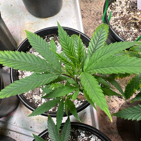 Hash Bomb - B  growlog timeline photo