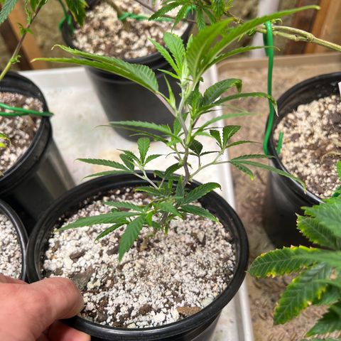 Hash Bomb - B  growlog timeline photo