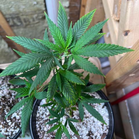 Hash Bomb - B  growlog timeline photo