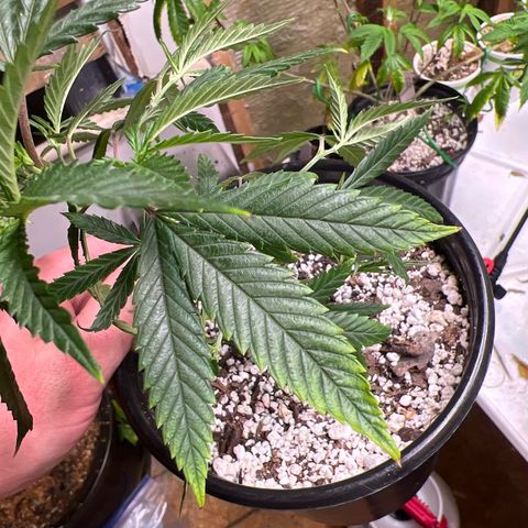 Hash Bomb - B  growlog timeline photo