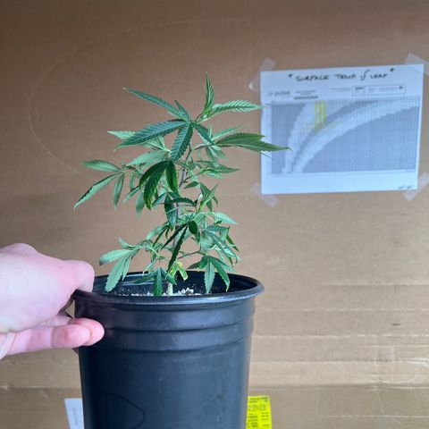 Hash Bomb - B  growlog timeline photo