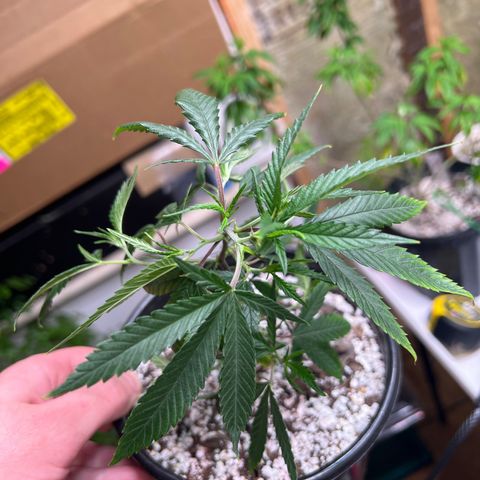 Hash Bomb - B  growlog timeline photo