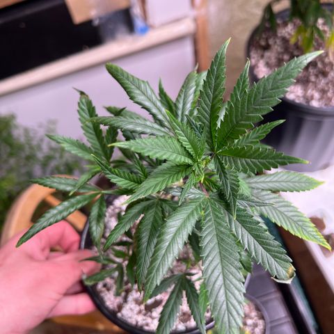 Hash Bomb - B  growlog timeline photo