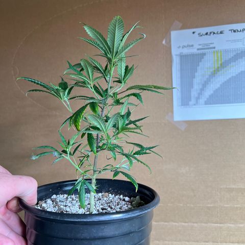 Hash Bomb - B  growlog timeline photo