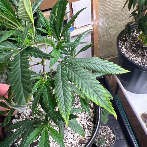 Hash Bomb - B  growlog timeline photo