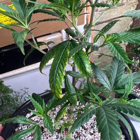 Hash Bomb - B  growlog timeline photo
