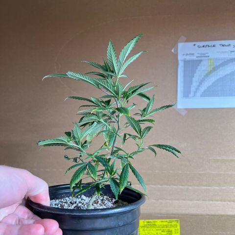 Hash Bomb - B  growlog timeline photo