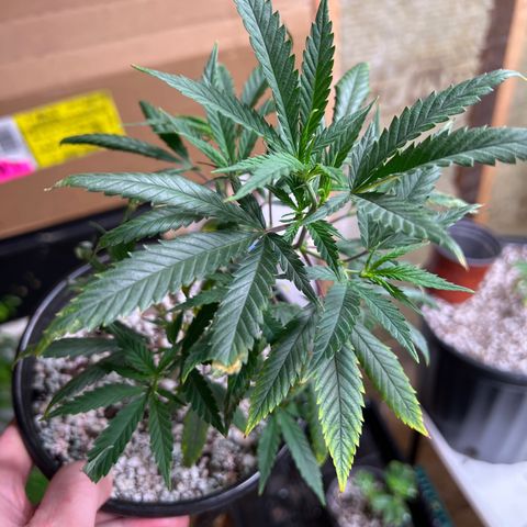 Hash Bomb - B  growlog timeline photo