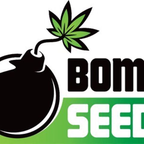 Hash Bomb - B  growlog timeline photo
