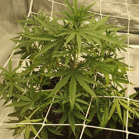 Purple punch auto growlog photo: Piegatura rami sulla rete