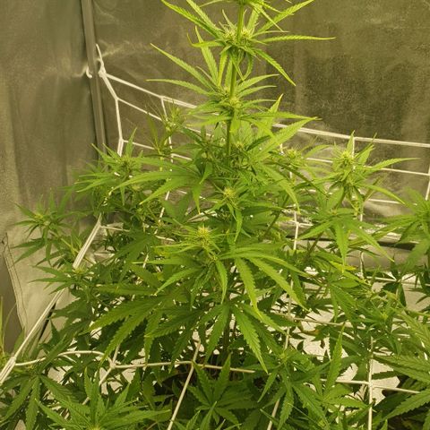 Purple punch auto growlog timeline photo