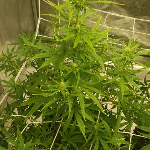 Purple punch auto growlog timeline photo
