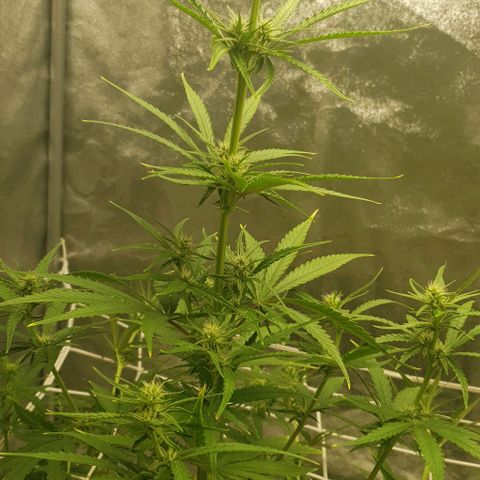 Purple punch auto growlog timeline photo
