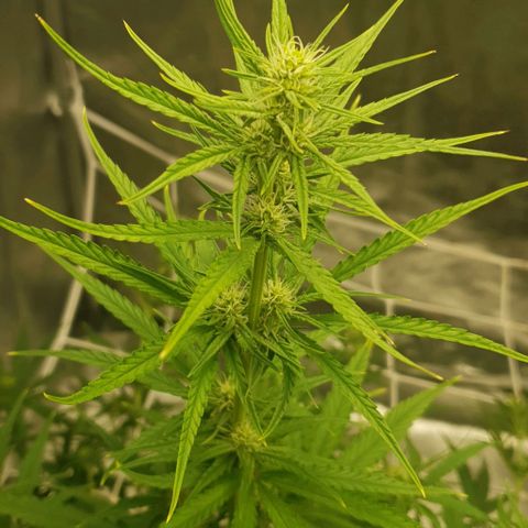 Purple punch auto growlog timeline photo