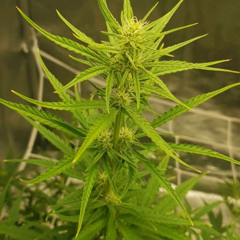 Purple punch auto growlog timeline photo