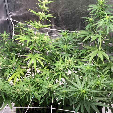 Purple punch auto growlog timeline photo