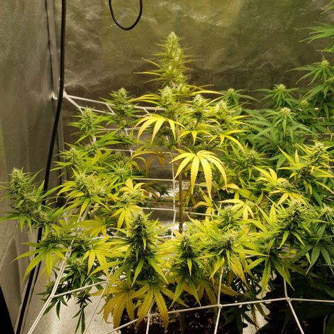 Purple punch auto growlog timeline photo