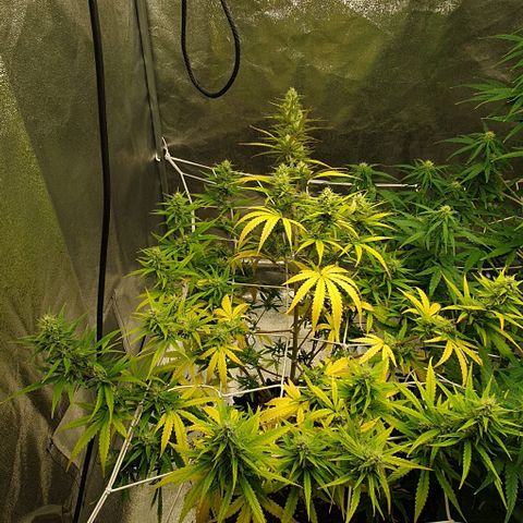 Purple punch auto growlog timeline photo