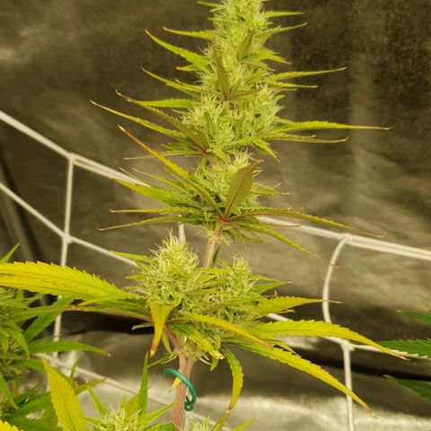 Purple punch auto growlog timeline photo