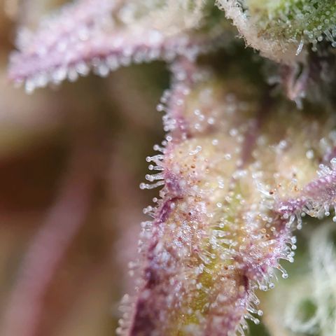 Purple punch auto growlog timeline photo