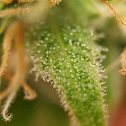 Purple punch auto growlog timeline photo