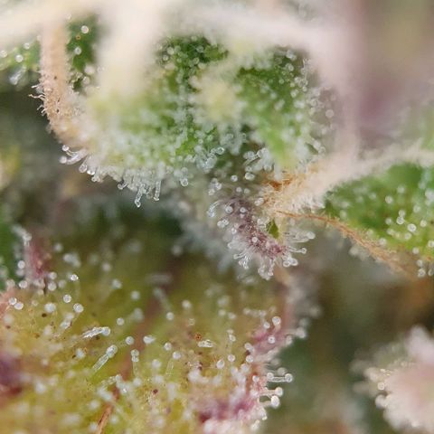 Purple punch auto growlog timeline photo