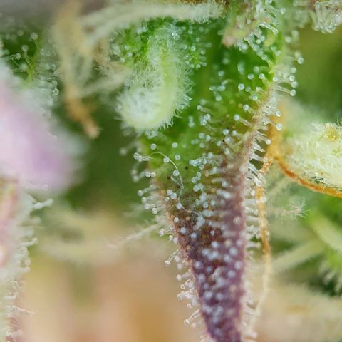 Purple punch auto growlog timeline photo