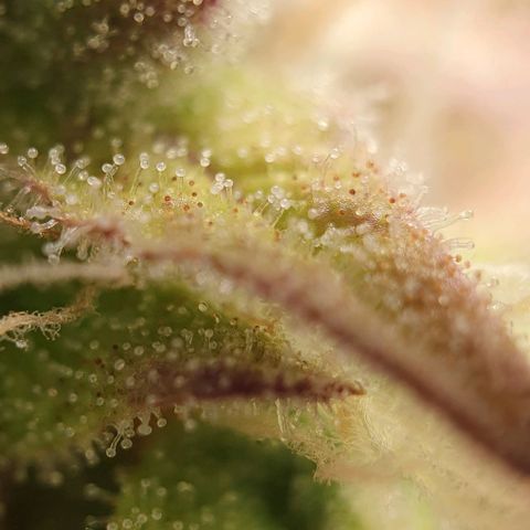 Purple punch auto growlog timeline photo