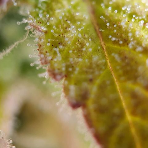 Purple punch auto growlog timeline photo