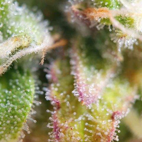 Purple punch auto growlog timeline photo