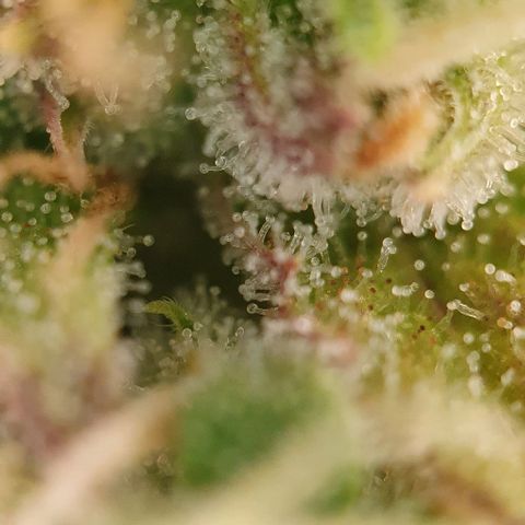 Purple punch auto growlog timeline photo